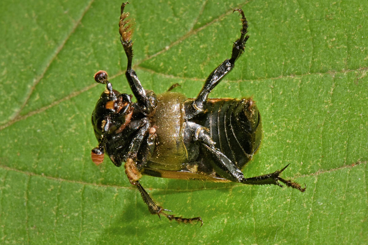 Silphidae: Nicrophorus interruptus